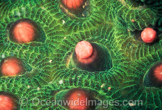 Coral spawning photo