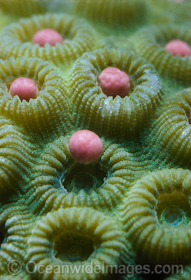 Coral spawning photo Coral spawning photo
