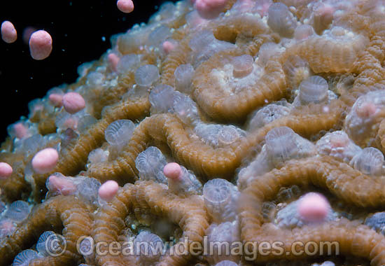 Coral spawning photo Coral spawning photo