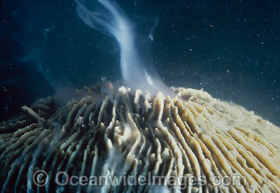 Coral spawning photo Coral spawning photo