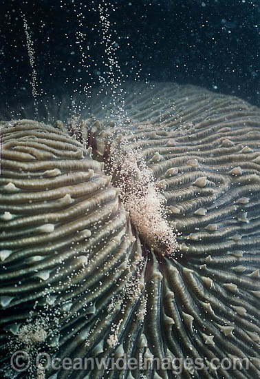 Coral spawning photo