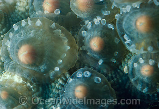 Coral spawning photo