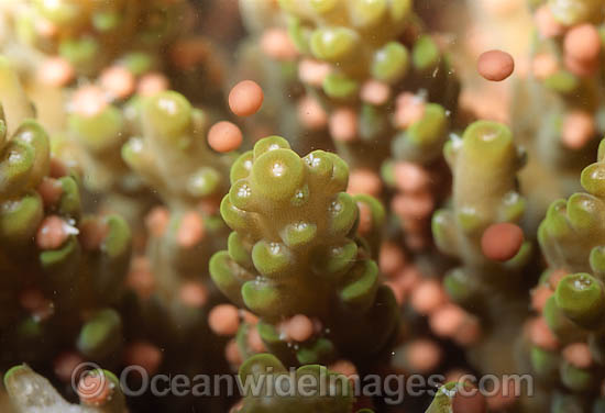 Coral spawning photo