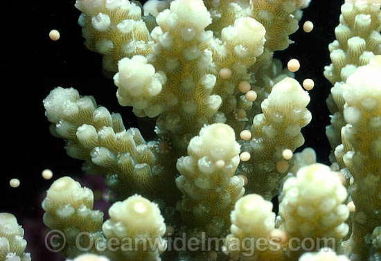 Coral spawning photo
