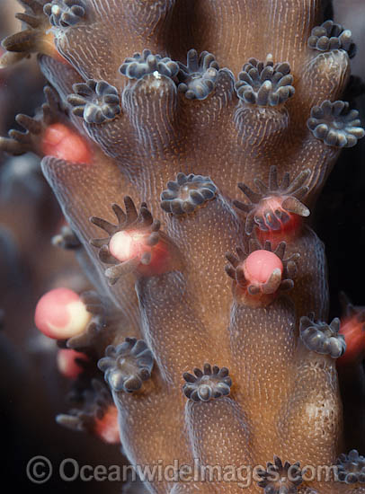 Coral spawning photo