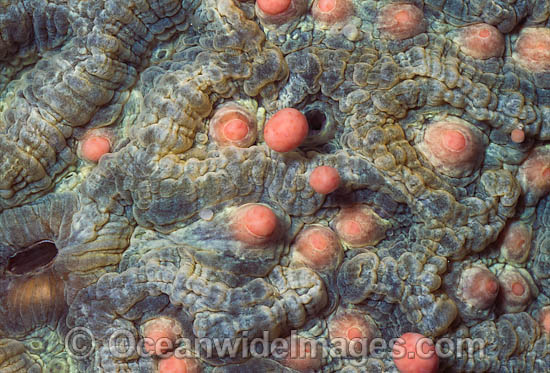 Coral spawning photo