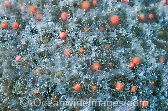 Coral spawning photo