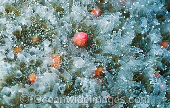 Coral spawning photo Coral spawning photo