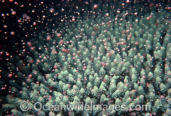 Coral spawning photo Coral spawning photo