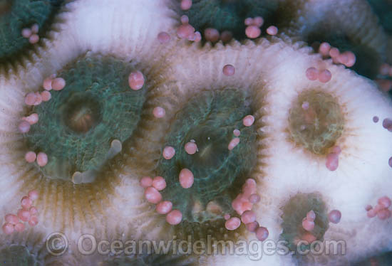 Coral spawning photo Coral spawning photo