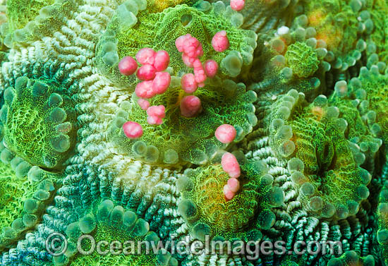 Coral spawning photo