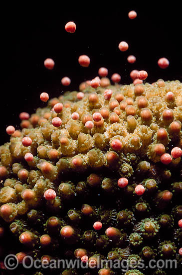 Coral spawning photo