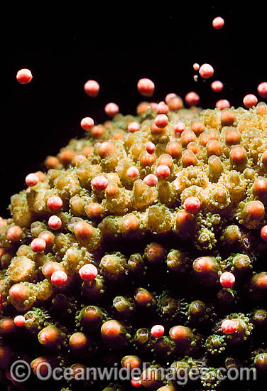 Coral spawning photo