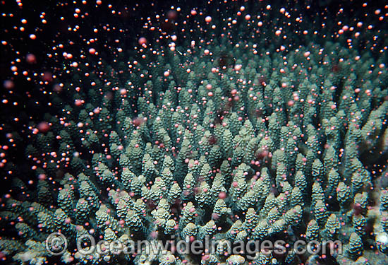 Coral spawning photo Coral spawning photo