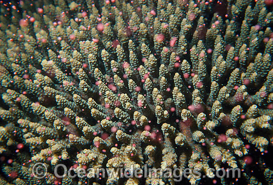 Coral spawning photo Coral spawning photo