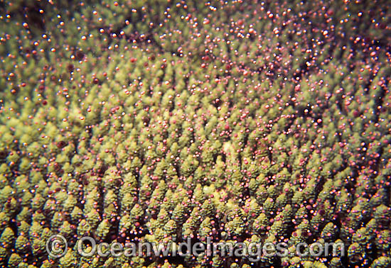 Coral spawning photo