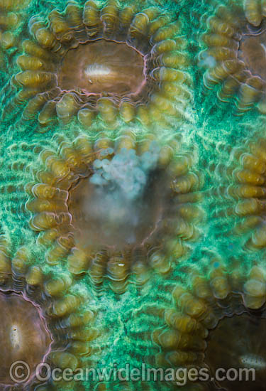 Coral spawning photo Coral spawning photo