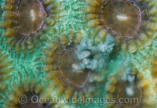 Coral spawning photo Coral spawning photo