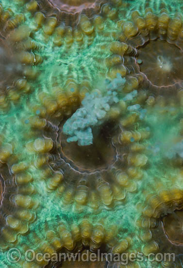 Coral spawning photo