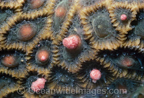 Coral spawning photo