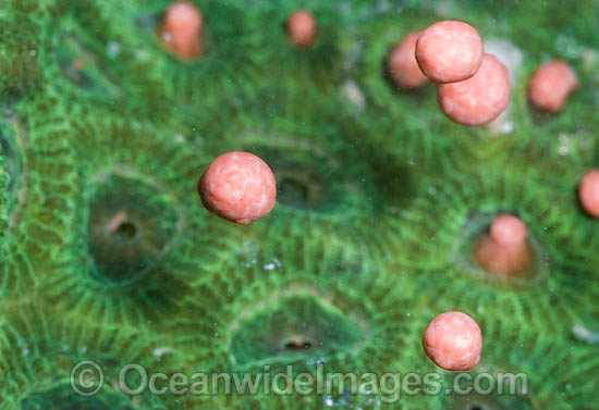 Coral spawning photo