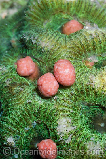 Coral spawning photo