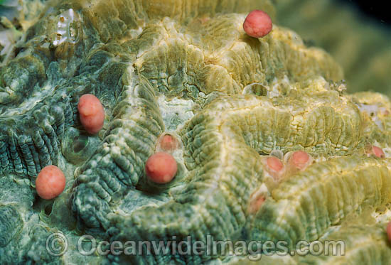 Coral spawning photo