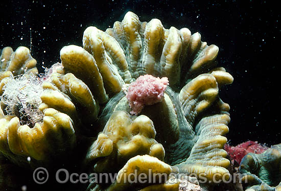 Coral spawning photo