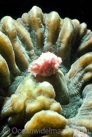 Coral spawning photo