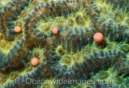 Coral spawning photo