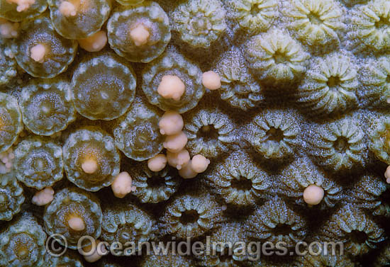 Coral spawning photo