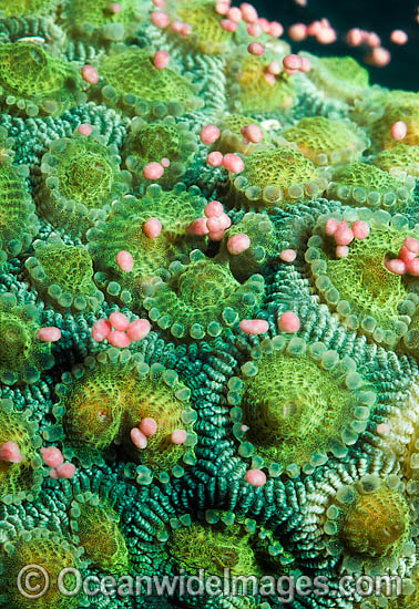 Coral spawning photo