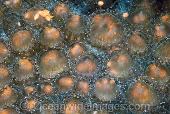 Coral spawning photo Coral spawning photo