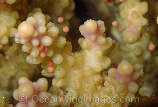 Coral spawning photo