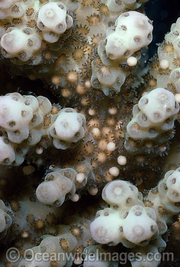 Coral spawning photo