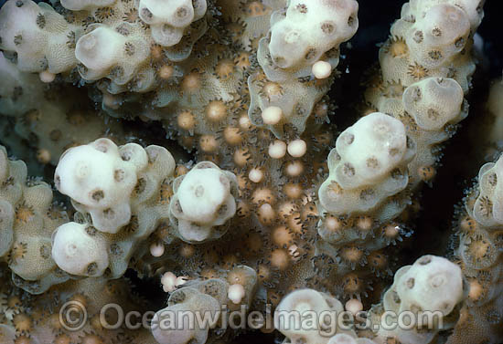 Coral spawning photo Coral spawning photo