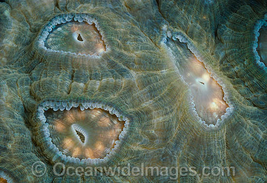 Coral spawning photo