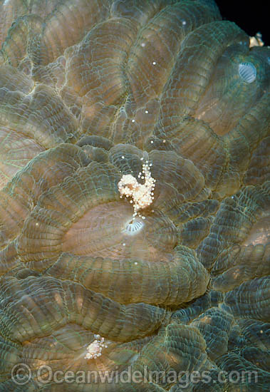 Coral spawning photo