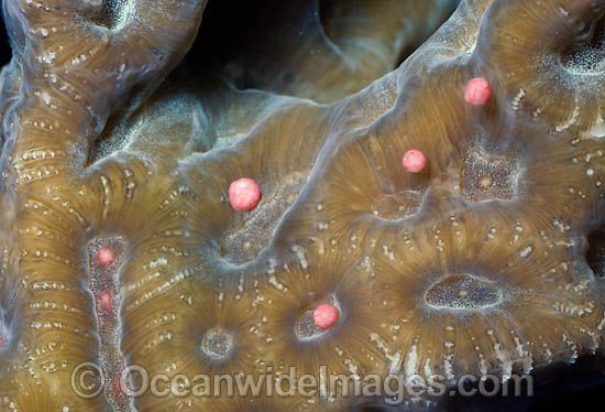 Coral spawning photo