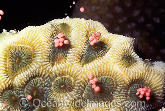 Coral spawning photo Coral spawning photo