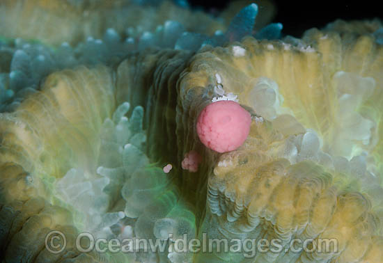 Coral spawning photo