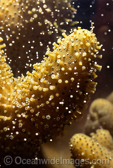 Coral spawning photo