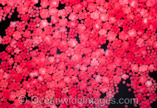Coral spawning photo Coral spawning photo