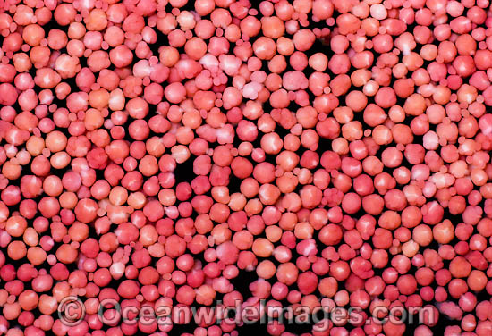 Coral spawning photo