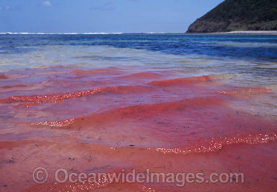 Coral spawn at surface photo