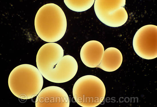 Coral reproduction photo Coral reproduction photo