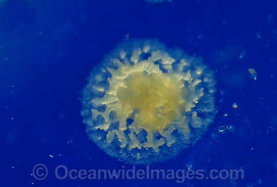 Coral reproduction photo Coral reproduction photo