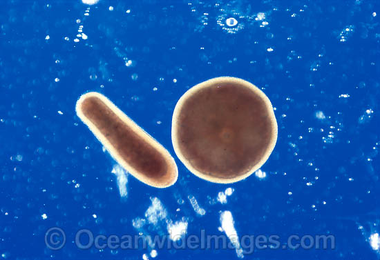 Coral reproduction photo Coral reproduction photo
