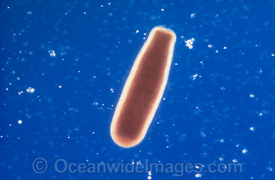 Coral reproduction photo Coral reproduction photo