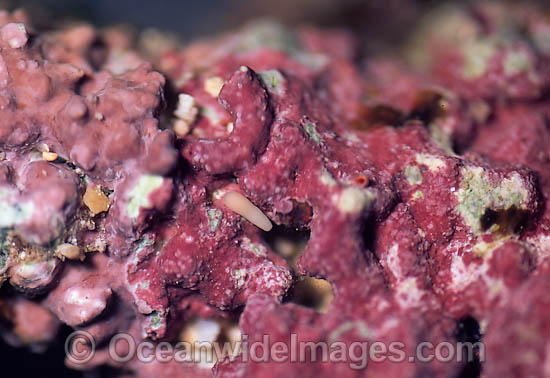 Coral reproduction photo Coral reproduction photo